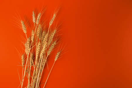 Ears of wheat on orange background, graphic design for illustrations, label, greeting. Copy spaceの写真素材