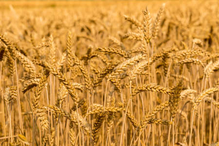 Golden wheat field with ripe ears, close up on blurred background
