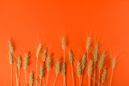 Ears of wheat on orange background, graphic design for illustrations, label, greeting. Copy spaceの写真素材