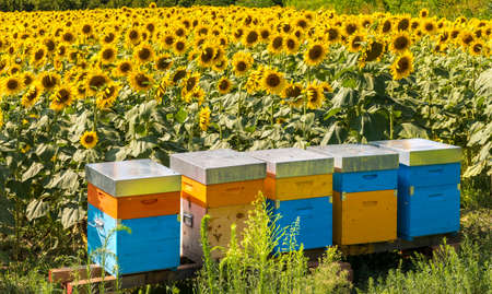 Colorful beehives in the apiary in the field of sunflowers in Farigliano, Cuneo, Italy, for the production of honeyの写真素材