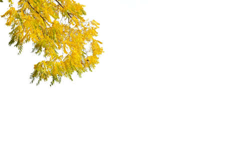 Acacia branches with yellow autumn leaves isolated on white, copy space, ideal for greeting cards and bannerの写真素材