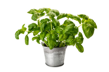Basil plant in vase tin isolated on white background, copy space, clipping pathの写真素材