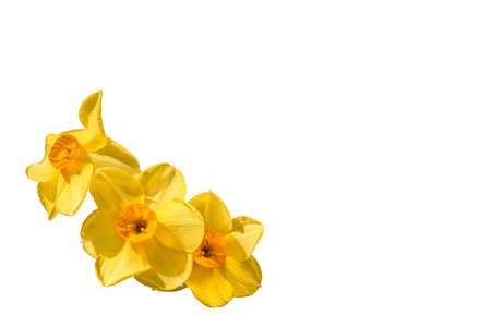 Yellow narcissus flowers isolated on white with copy space, clipping path, ideal for greeting cards and bannerの写真素材
