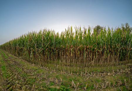 Corn plants with cobs seen in the field with partial crop cutの写真素材
