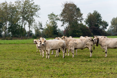 Fassona breed cows grazing on the countryside of the Italian Po valley in Fossano, province of Cuneo, Piedmont, Italyの写真素材