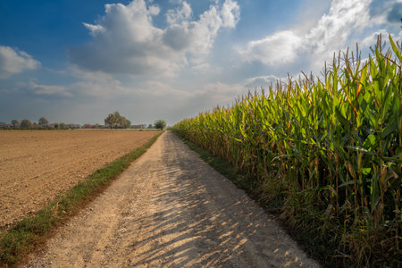 Country road skirts corn field and plowed fields in the Italian Po Valley with blue sky with white...