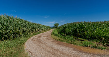 Country road between maize fields with blue summer sky. Countryside landscape of the Po Valley in Piedmont, Italyの写真素材