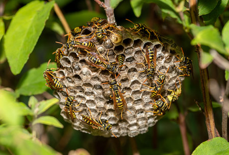 Wasp nests among branches with insects on hexagonal cells for larvaeの写真素材