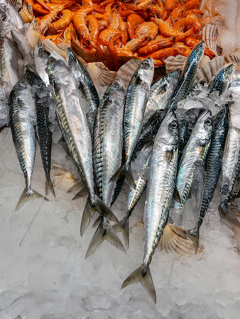 Fresh mackerel displayed on crushed ice with shrimp in background on fishmonger's counter