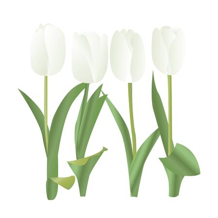 Spring white tulip vector illustrationのイラスト素材