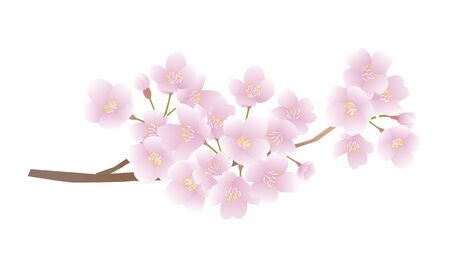 Cherry blossom branch vector illustrationのイラスト素材