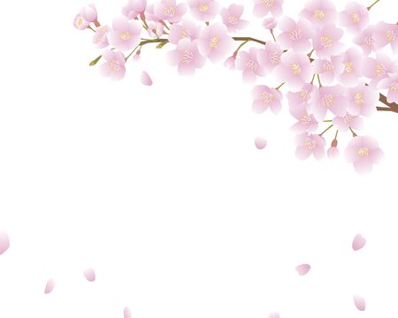 Background of cherry blossom branches with falling petalsのイラスト素材