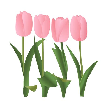Spring pink tulip vector illustrationのイラスト素材