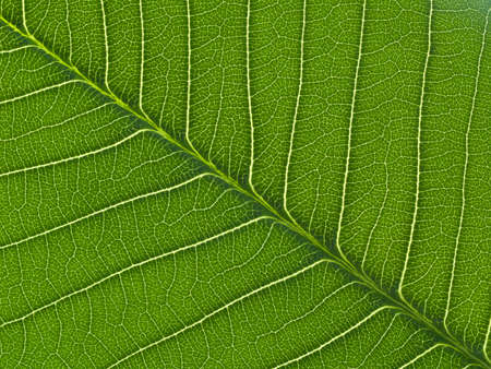 green leaf texture