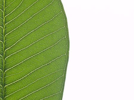 green leaf textureの写真素材
