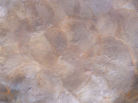 pearl shell textureの写真素材