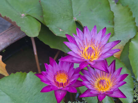 Three Pink lotus blossoms or water lily flowers blooming on pond