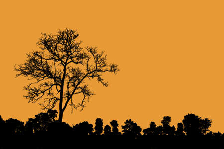 death tree standing alone in natural environment as silhouetteの写真素材