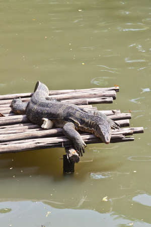 Monitor Lizard resting on a raftの写真素材
