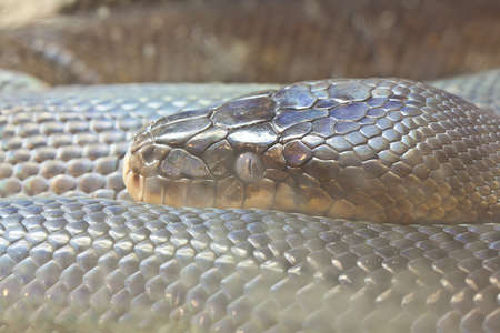 Snake, Close up of Macklot python, focus at eyesの写真素材