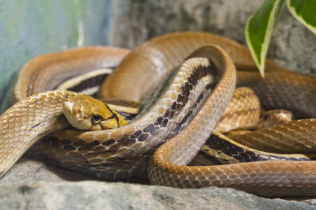 Snake, Close up of Copperhead Racer, focus at eyesの写真素材