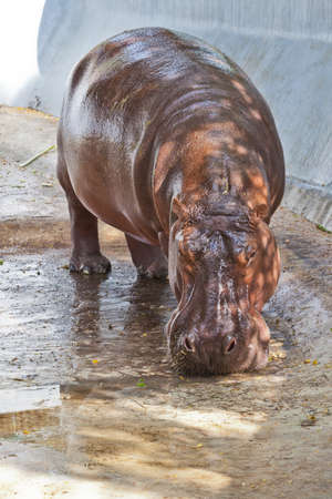 Hippopotamusの写真素材