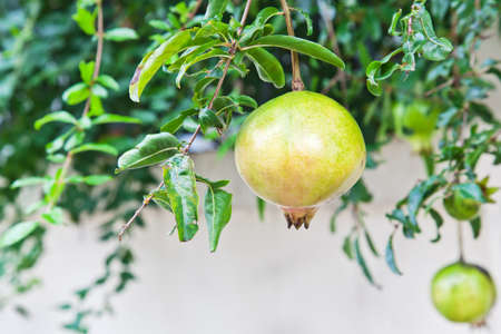 fruit,Pomegranate green on treeの写真素材