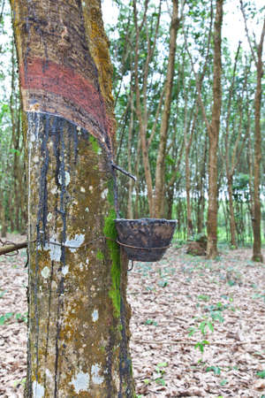 Agriculture,Rubber tree flows into a wooden bowlの写真素材