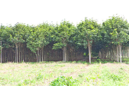 Agriculture, Rubber tree and plant growth
