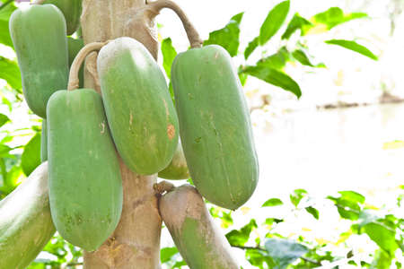 fruit, Bunch of papaya hanging from the treeの写真素材