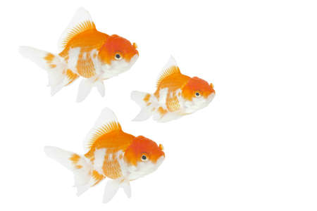 gold fishの写真素材