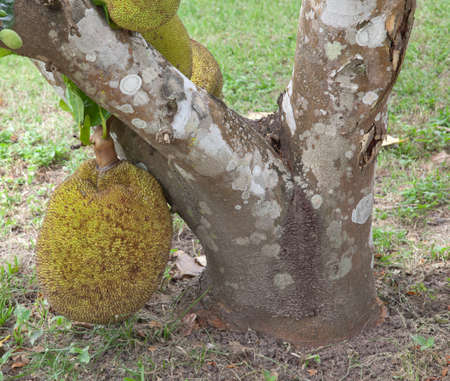 Jack fruit on the tree
