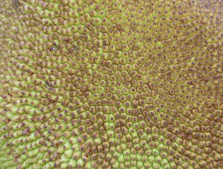 Jackfruit texture background