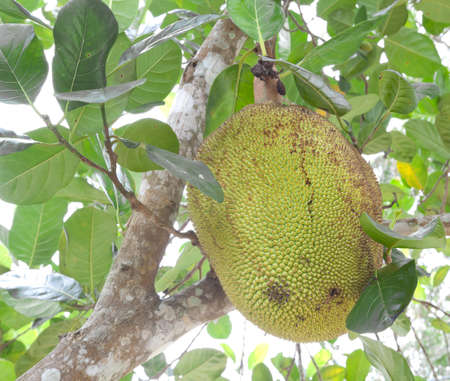 Jack fruit on the tree