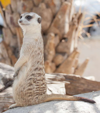 Meerkatの写真素材