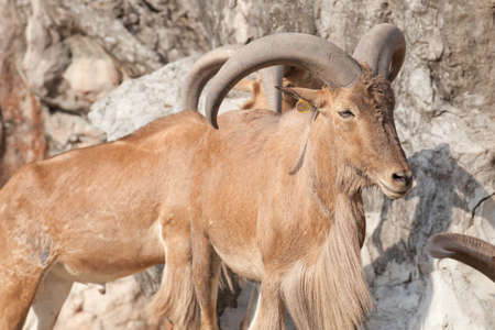 barbary sheepのeditorial素材