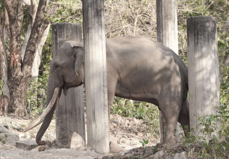 elephantのeditorial素材