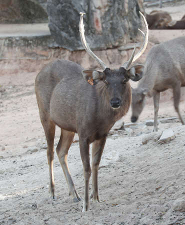 deer or antelopeのeditorial素材