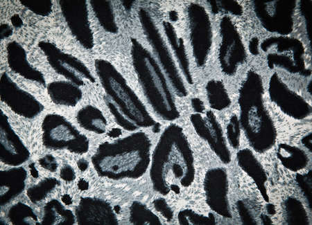 leopard or jaguar pattern backgroundの写真素材
