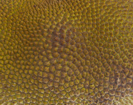 jackfruit texture closeup