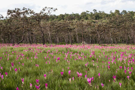 siam Tulip or Krajeaw flower in fieldの写真素材
