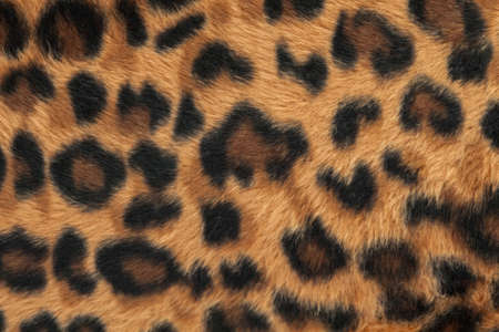 leopard or jaguar skin pattern backgroundの写真素材