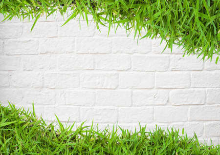 green grass on wallの写真素材