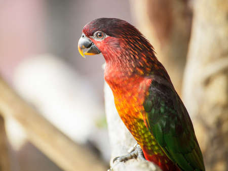 Cardinal Lory, Chalcopsitta cardinalis parrot birdの写真素材