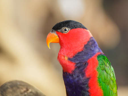 Black-capped loryの写真素材