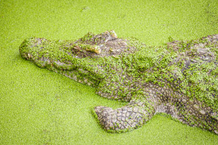 crocodile in green pondの写真素材