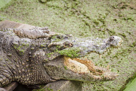 crocodile and jawの写真素材