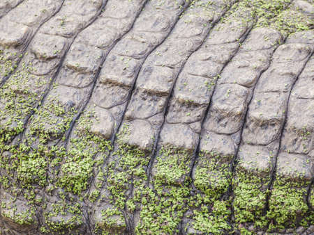 wild crocodile skin pattern