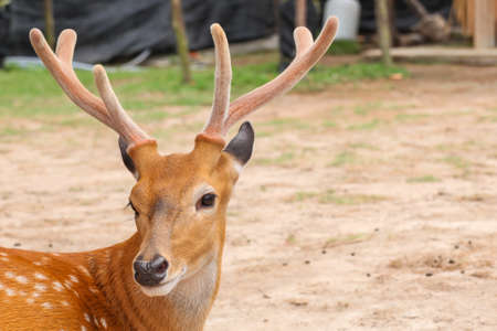 Deer head closeupの写真素材