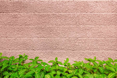 wall texture and green leaf backgroundの写真素材